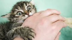 Il tuo gattino ti attacca? Cause comuni e strategie pratiche per calmare morsi e graffi