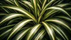 Pianta ragno in casa: guida semplice a luce, acqua e rinvaso senza errori