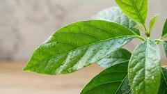 Il mio avocado coltivato in casa: esperienza di coltivazione e consigli per la cura